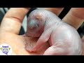Perros, Gatos y más animales domésticos 4 Video thumbnail