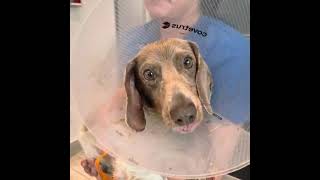 Video preview image #1 Dachshund Puppy For Sale in San Antonio, TX, USA