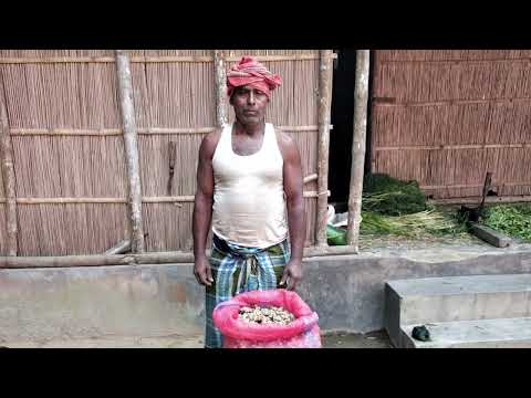 Ekangi Cultivation in West Bengal