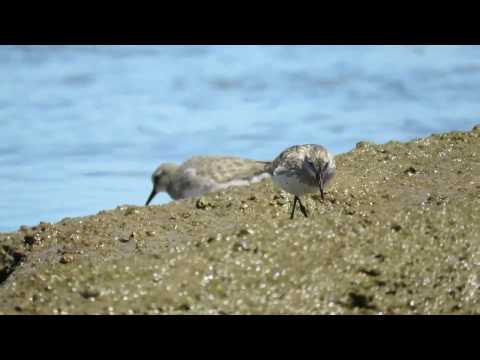 AVES EN COSTAS DE JOSÉ IGNACIO