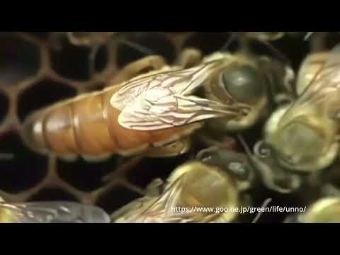 ミツバチの女王の産卵