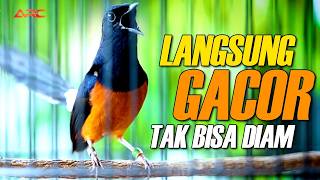 Download lagu PANCINGAN MURAI BATU PASTOL MALAS BUNYI CEPAT GACOR NGEPLONG KELUARIN MATERI ISIAN mp3