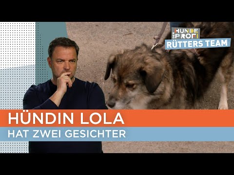 Zu Hause Engel, draußen Teufel 🫣 | Der Hundeprofi - Rütters Team