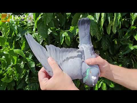 Maselli Wings Lot 8 BBC GC 22 2200 JANSSEN VAN LOON