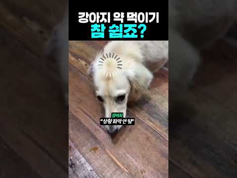 강아지 약 먹이기 참 쉽죠?