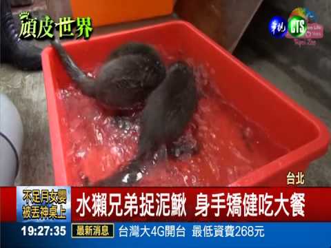 水獺兄弟練捉魚 打滾甩水超級萌