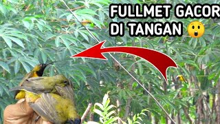 Download lagu mikat Sogon gacor di kebun singkong mp3 Download lagu mikat Sogon gacor di kebun singkong mp3