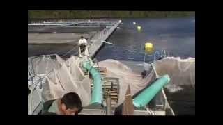Download Lagu Kyuquot Multi Trophic Aquaculture Grading Sablefish Feb 2010 Thumbnail