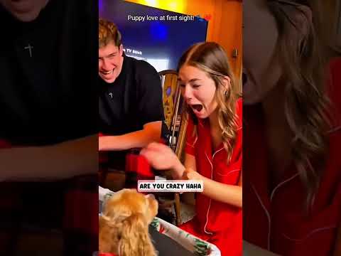 An unexpected wagging tail gift  ❤️ #pet #cat #dog #cute #animals #foryou #typ