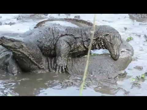🤯😱⚠️❗️Fight Between Two Water Monitors in Their Natural Habitat