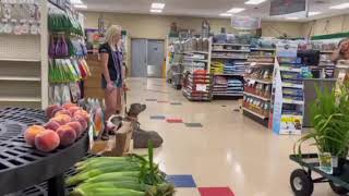 Download Lagu DOG TRAINING | OFF LEASH K9 TRAINING Thumbnail