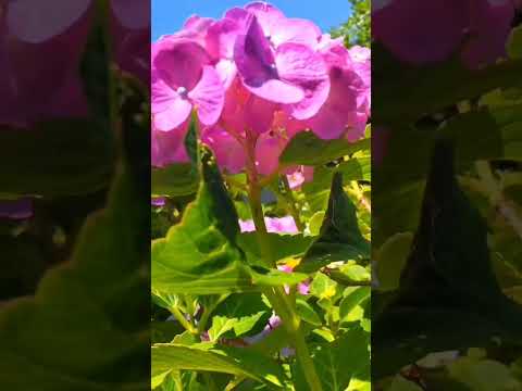 園芸 アジサイ、大家族