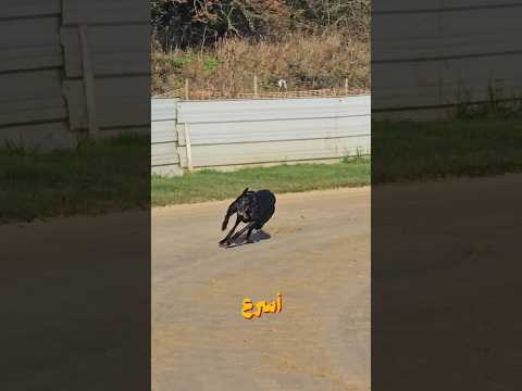 أسرع 5 كلاب في العالم… رقم 1 أسرع من حصان! 🐶⚡️