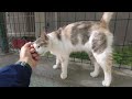 Petting A Friendly Dilute Calico Cat