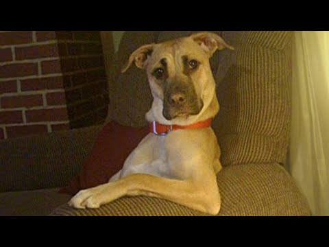 Les meilleurs moments de lol et les incidents avec le chien le plus drôle ! 🤣