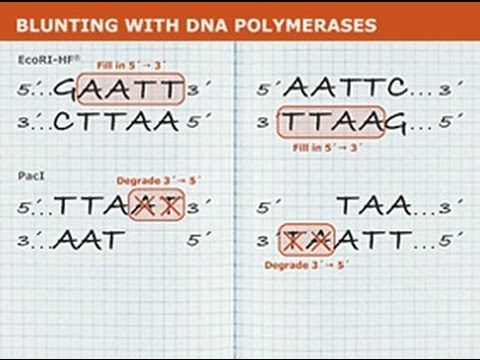 DNA Blunting Tutorial