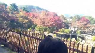 preview picture of video 'クラスメートと嵐山へ旅行に行った(Trip to Arashiyama with classmate)'