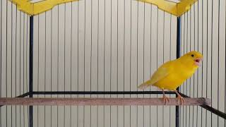 Download lagu Suara kenari gacor volume speed rapat..joos buat masteran kenari muda mp3