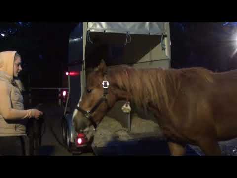 MUSTANG MAKEOVER 2018 // Update 1 TAG 3979 - Ankunft bei Anja Mertens