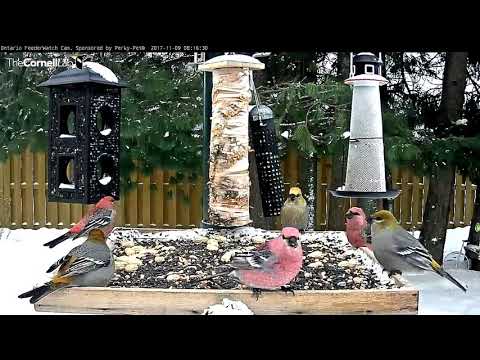 Pine Grosbeaks Have A Party On The Platform – Nov. 9, 2017