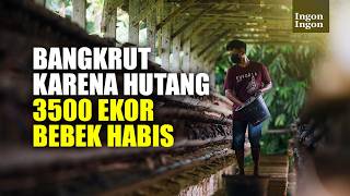 Download lagu Bisnis Hancur Karena Hutang Bank, Kini Tobat & Bangkit Jadi Peternak Bebek Petelur mp3