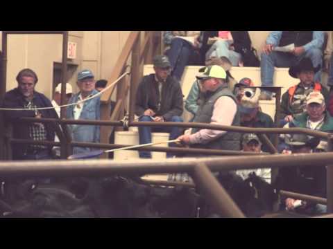 download lagu mp3 mp4 Jordan Cattle Auction, download lagu Jordan Cattle Auction gratis, unduh video klip Jordan Cattle Auction