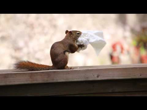 Squirrel with tissues   Nancy Rose "Secret Life of Squirrels"