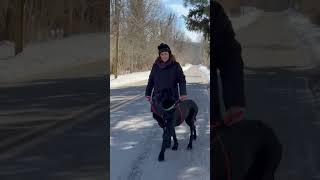 Video preview image #1 Great Dane Puppy For Sale in Cranford, NJ, USA