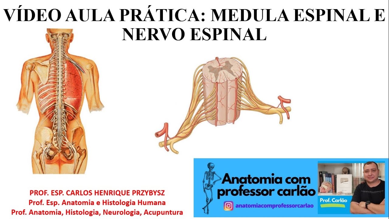 VÍDEO AULA PRÁTICA: MEDULA ESPINAL E FORMAÇÃO DO NERVO ESPINAL