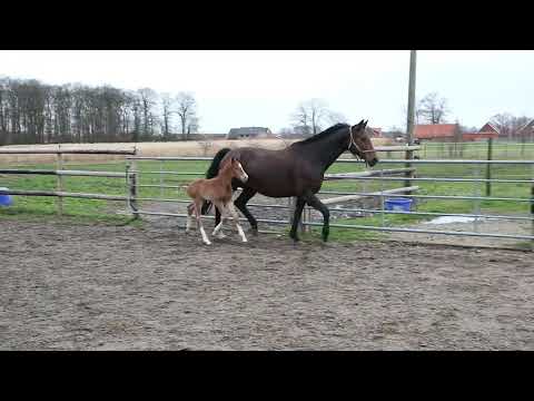 For Romance x Ehrenpreis