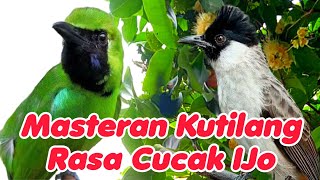 Download lagu Masteran kutilang full isian mewah -Kutilang gacor isian cucak ijo mp3