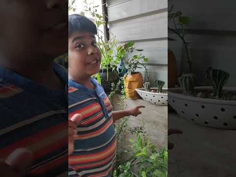 Maintaining Rooftop Garden Need Very Hard Work.