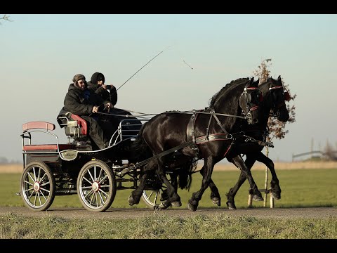 Stal Okkema's pair of stallions - left: Vito & right: Storm