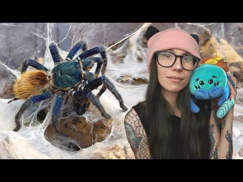 Mein PROBLEM mit den grünen Flaschenblauen Vogelspinnen… + Enthüllung der limitierten Plüschtier-...