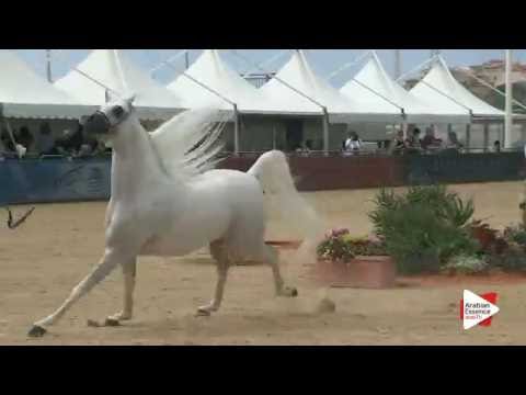 N.132 AJA ANGELO - Menton 2016 - Stallions 4-7 years old (Class 9)