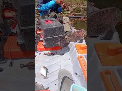 pescaria no rio Pindaré Bom Jesus das selvas Maranhão