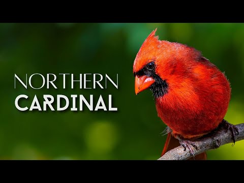Kardinál červený (Cardinalis cardinalis) — spev a hlas v prírode