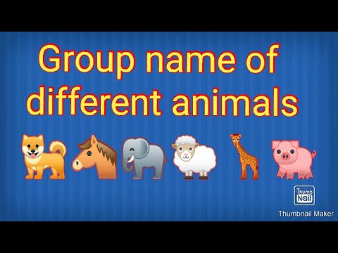 Animals group name।।collective noun for animals