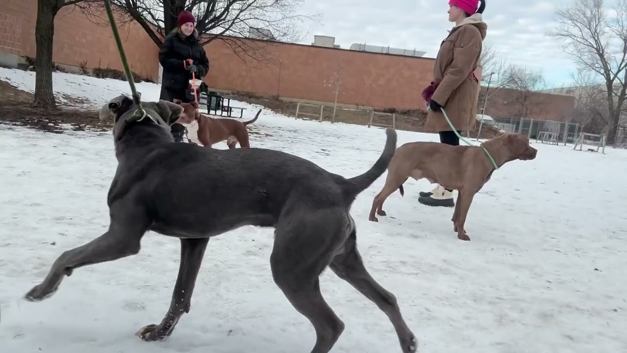 Kerensa, a ADOPTABLE Pit Bull Terrier in Chicago, IL video 5/5