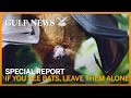 If you see bats, leave them alone: Dubai wildlife specialist