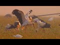 White Storks Resting And Feeding On Migration Storks Feeding Storks Having A Shower
