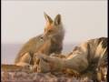 Israeli Wildlife