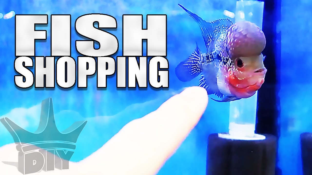 SHOPPING FOR NEW FISH!!!