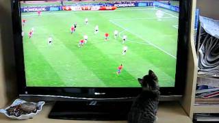 Kitten loves soccer