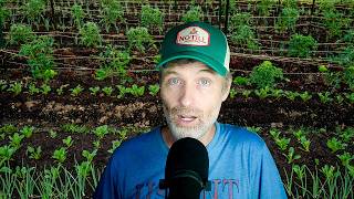 Fall Kale Breakdown + Interplanting…Don’t Overthink (or Underthink) it