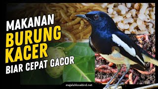 Download lagu 8 Pakan BURUNG KACER Biar Cepat GACOR dan Bernutrisi Tinggi!! mp3 Download lagu 8 Pakan BURUNG KACER Biar Cepat GACOR dan Bernutrisi Tinggi!! mp3