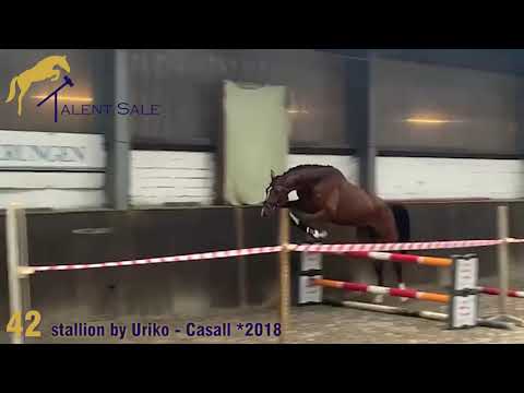 42 stallion by Uriko - Casall 2018