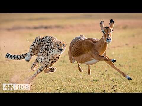 Surviving the Fear of Africa s Deadliest Hunters