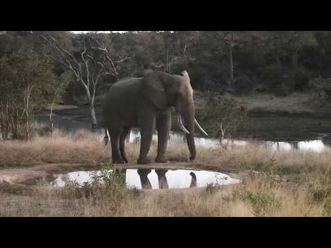 Djuma: Elephant bull - 06:06 - 06/10/20