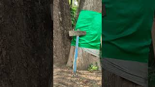 Download lagu heboh lagi, bertapa sampai berlumut bukan sekedar dongeng mp3